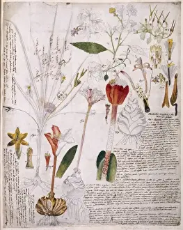 Plant Illustration