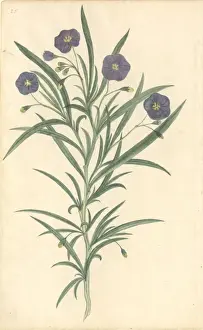 Plant Illustration