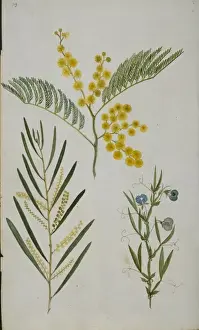 Plant Illustration