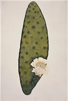 Plant Illustration