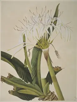 Plant Illustration