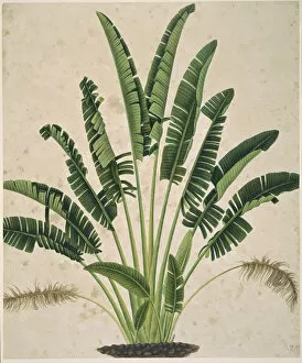 Commelinid Collection: Plant Illustration