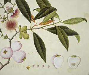 Reeves Prints: Plant Illustration