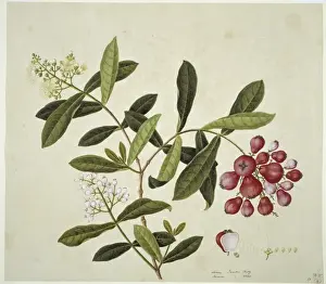 Plant Illustration