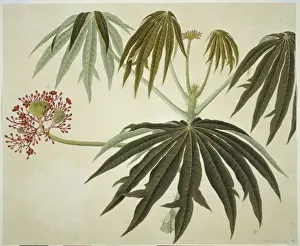 Plant Illustration