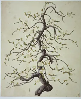 Plant Illustration