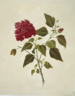 Plant Illustration
