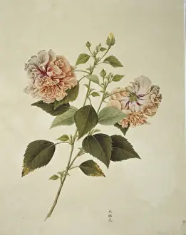 Plant Illustration