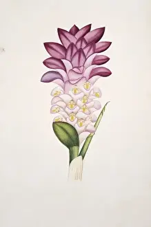 Plant Illustration