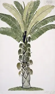 Plant Illustration