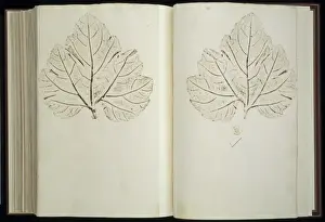 Plant Illustration