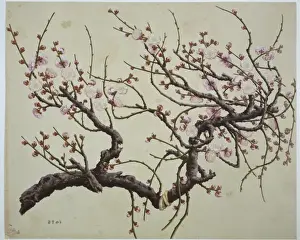 Plant Illustration