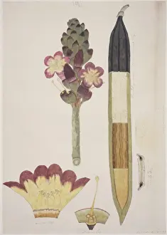 Plant Illustration