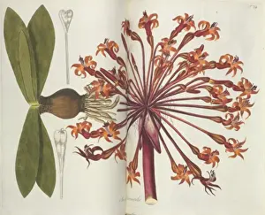 Plant illustration