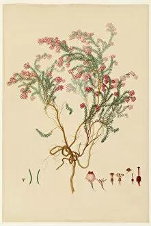 Images Dated 14th December 2015: Plant illustration by Franz Andreas Bauer
