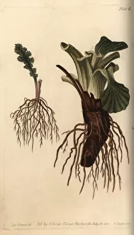 Roots Collection: Plant roots: fibrous root of groundsel Senecio