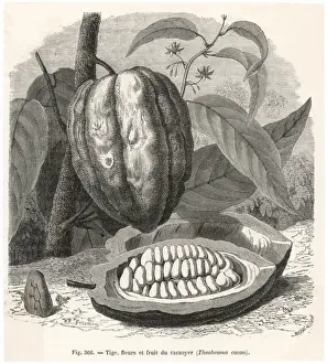 Plant / Theobroma Cacao