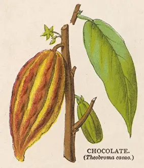 Cocoa Prints: Plant / Theobroma Cacao