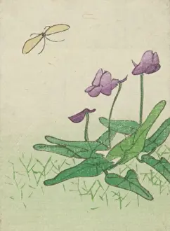Plant of the water lily family