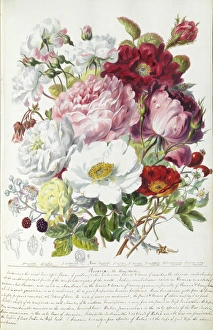 Women Artists Collection: Plant watercolours by Elizabeth Twining