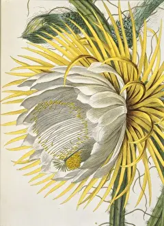 Plantae selectae cereus, night blooming cactus