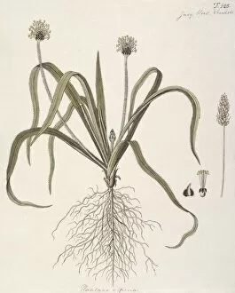 Lamiales Gallery: Plantago alpina, plantain