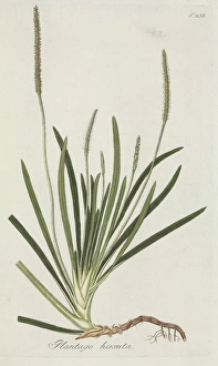 Lamiales Gallery: Plantago hirsuta
