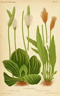 Plantago Major / Media