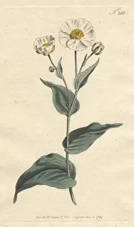 Plantain Prints: Plantain-leaved crowfoot with white flowers