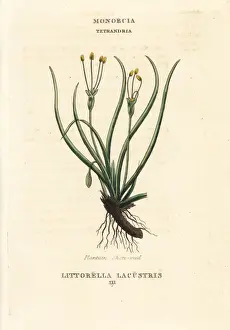 Duppa Prints: Plantain shore-weed, Littorella uniflora
