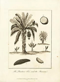 Musa Gallery: Plantain tree and banana tree, Musa paradisiaca