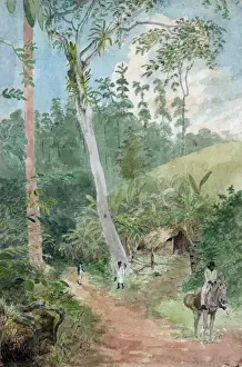 Plantain Prints: Plantain Walk - Bookkeeper - Watchman and Hut - man with cas