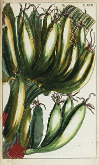 Hybrid Prints: Plantains, Musa x paradisiaca