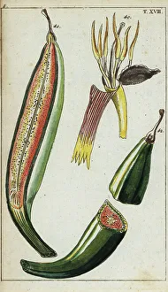 Cross Section Prints: Plantains, Musa x paradisiaca