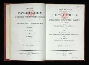 Plantarum Prints: Plantarum Rariorum Horti Regii Botanici Berolinensis