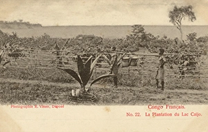 Congo Gallery: A Plantation on Lake Caijo - Congo, Africa