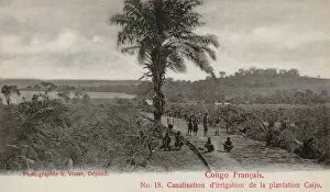 Palms Collection: Plantation at Lake Caijo, French Congo