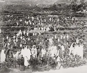 Plantation workers picking tea, India or Ceylon, Sri Lanka