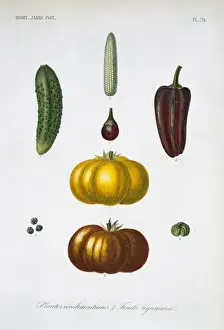 Plantes Condimentaires