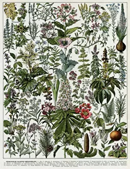 Images Dated 21st November 2016: Plantes Medicinales - Medicinal plants