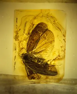 Hopper Prints: Planthopper in amber