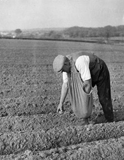 Images Dated 2nd September 2015: Planting Potatoes