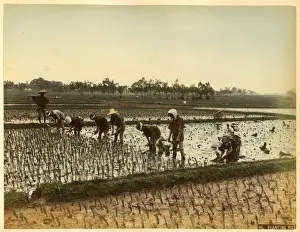 Planting rice