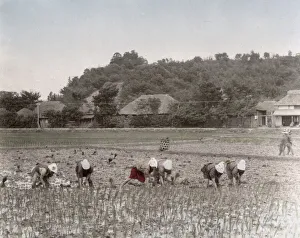 Planting Prints: Planting rice, Japan