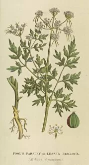 Aethusa Gallery: Plants / Aethusa Cynapium