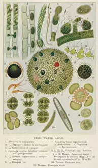 Algae Gallery: Plants / Algae