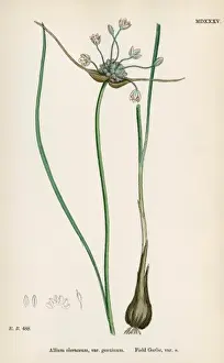 Garlic Prints: Plants / Allium Oleraceum