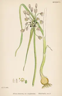 Plants / Allium Oleraceum