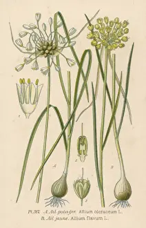 Garlic Prints: Plants / Allium Sp