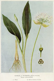 Allium Gallery: Plants / Allium Ursinum
